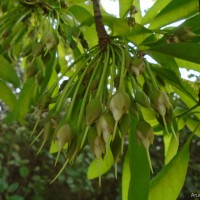 Madhuca longifolia (J.Koenig ex L.) J.F.Macbr.